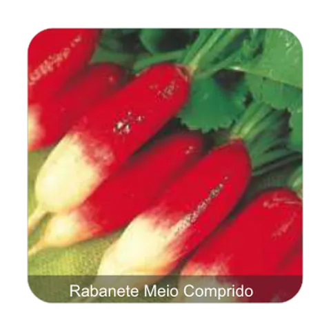 Rabanete Serrano Rabanete Meio Comprido