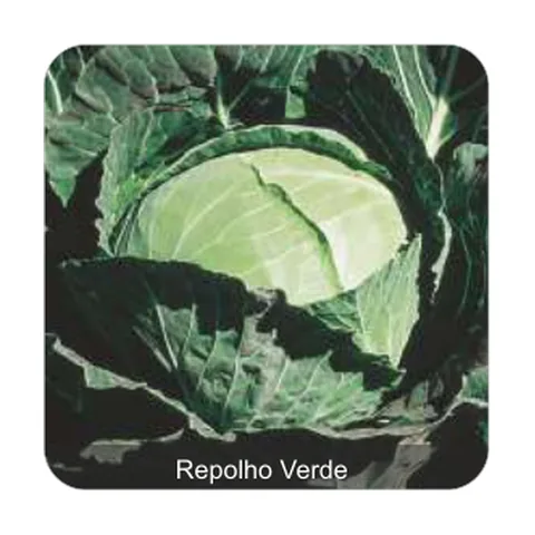 Repolho Chato de Quintal Repolho Verde