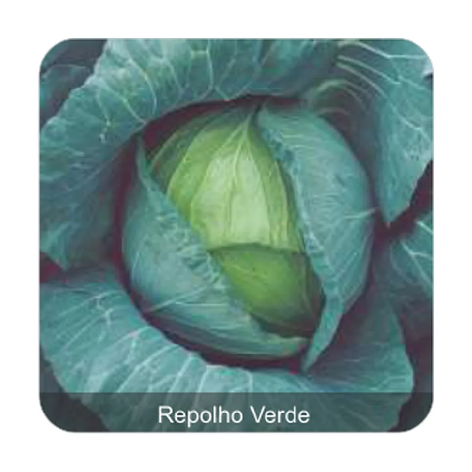 Repolho 60 dias Repolho Verde