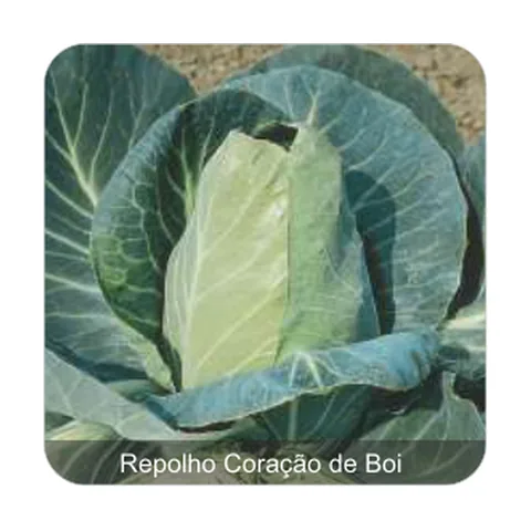 Repolho Coração de Boi Repolho Coração de Boi