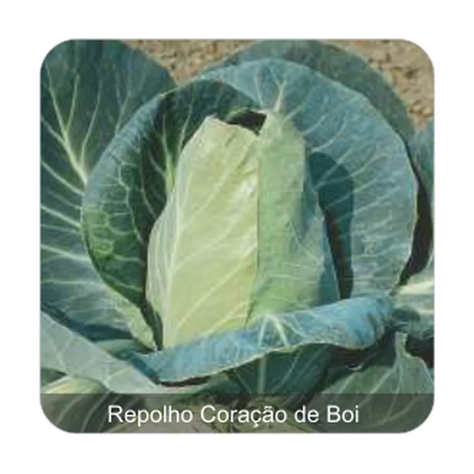 Repolho Coração de Boi Repolho Coração de Boi
