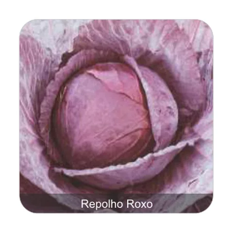 Repolho Roxo Repolho Roxo