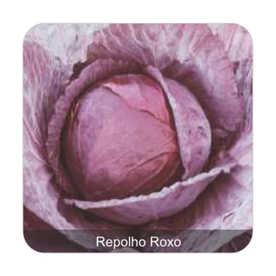 Repolho Roxo Repolho Roxo