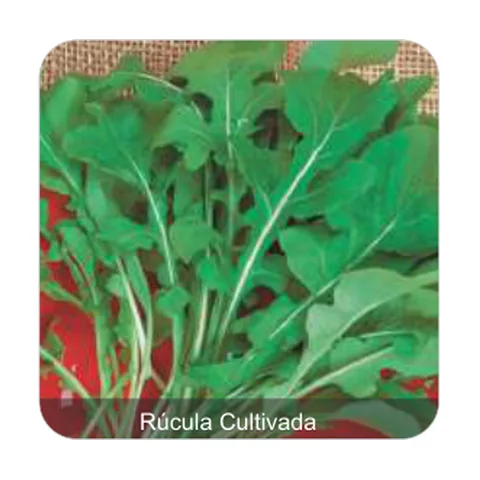 Rúcula Cultivada Rúcula Cultivada