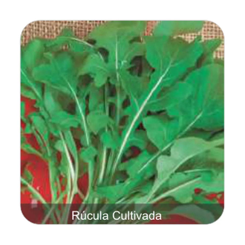 Rúcula Cultivada Rúcula Cultivada