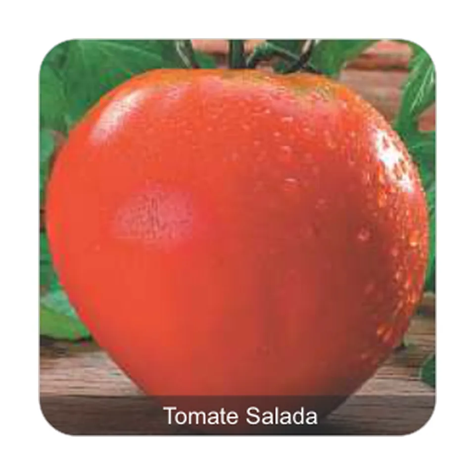 Tomate Coração de Boi Tomate Salada