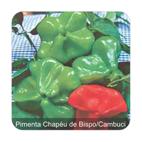 Pimenta Cambuci Pimenta Chapéu de Bispo/Cambuci Sem Picância