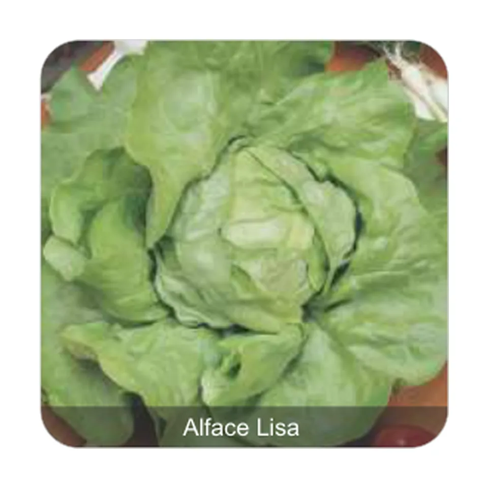 Alface Repolhuda Todo Ano Alface Lisa