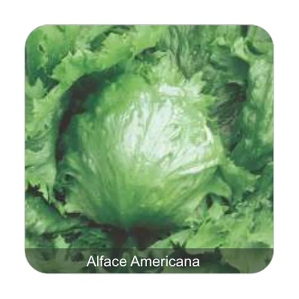 Alface Grandes Lagos Alface Americana