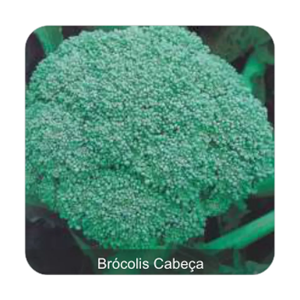 Brócolis Calabrês Brócolis Cabeça