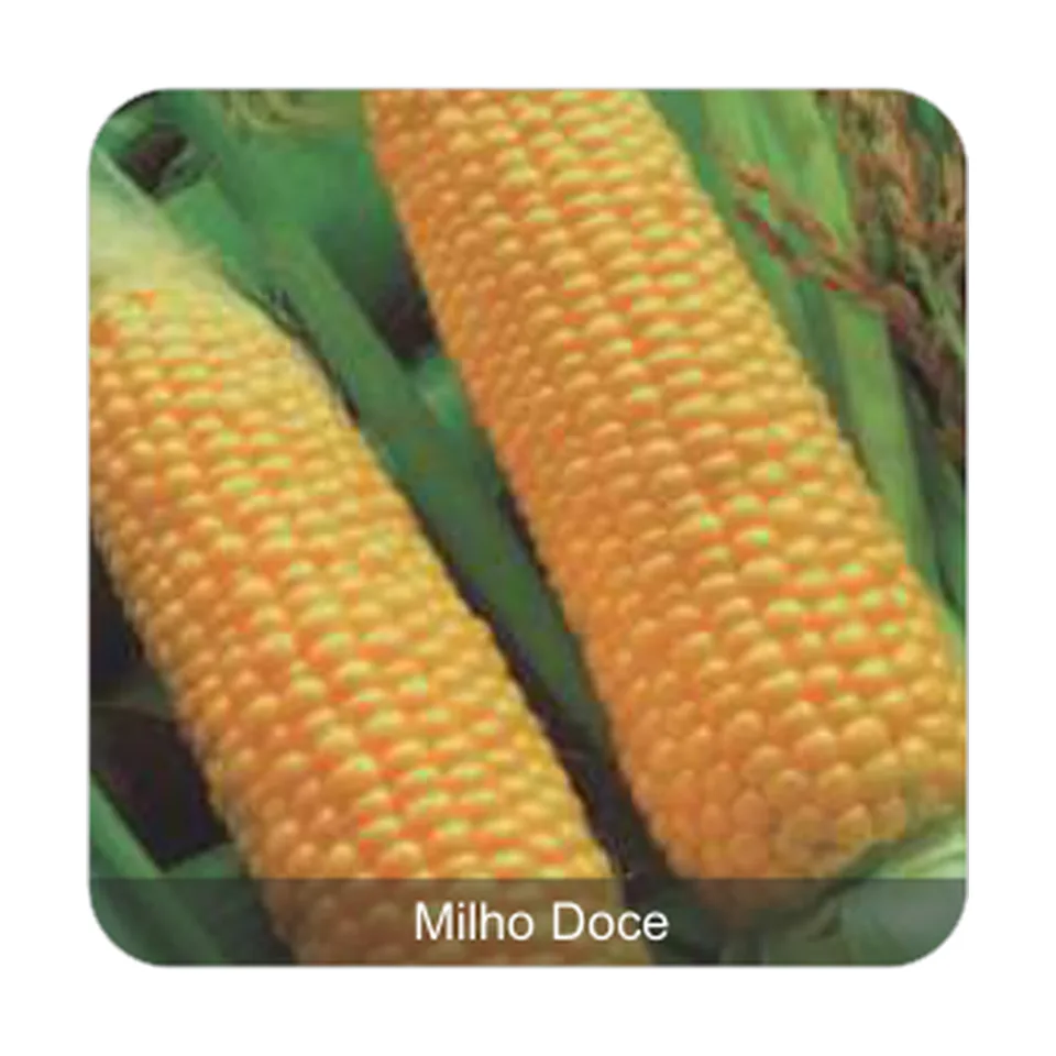 Milho Super Doce Aruba Milho Doce