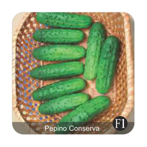 Pepino Pioneiro Pepino Conserva