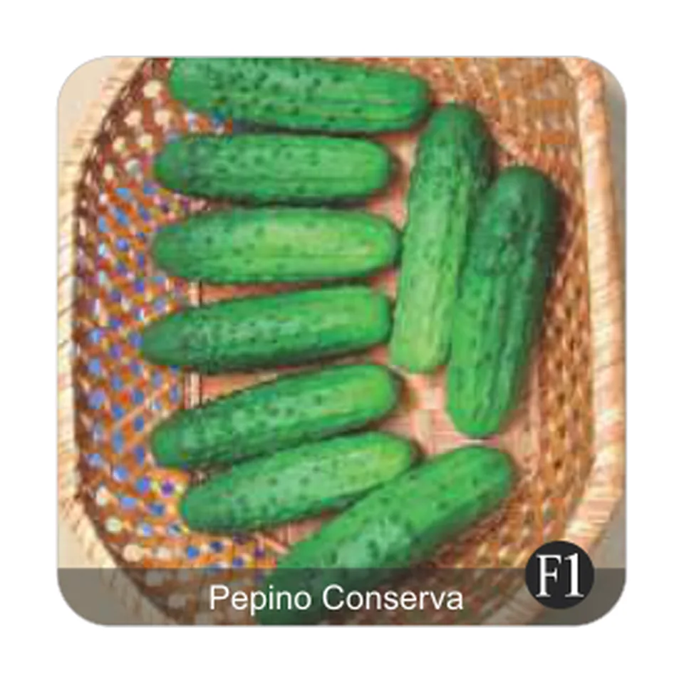 Pepino Pioneiro Pepino Conserva