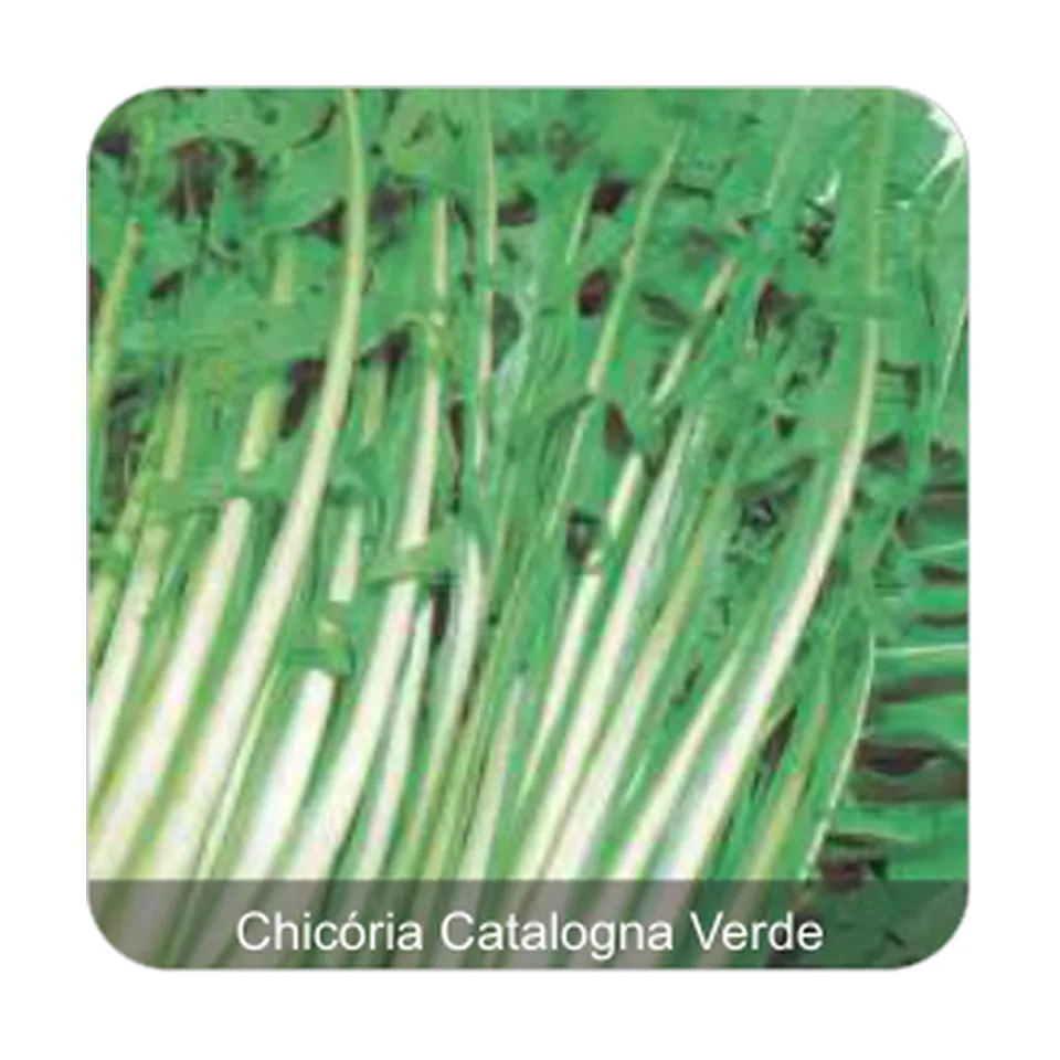 Chicória Catalogna Chicória Catalogna Verde