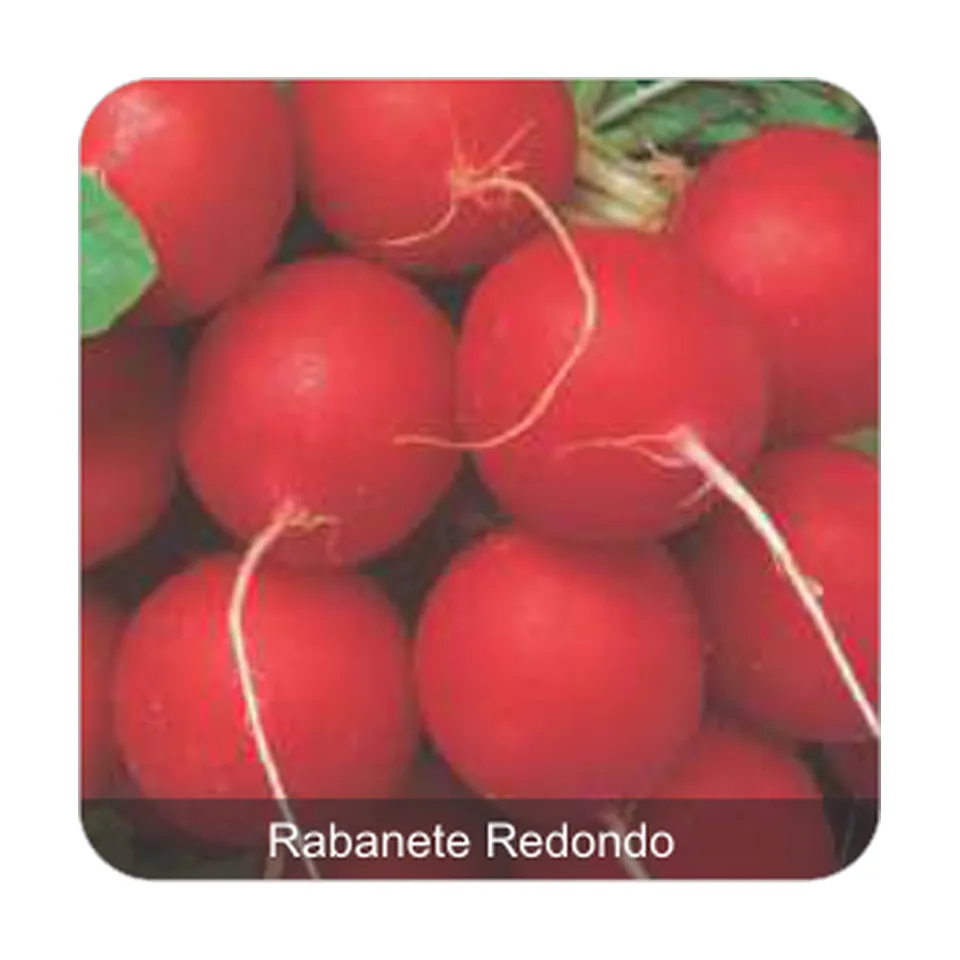 Rabanete Vip Crimson Rabanete Redondo Linha Golden