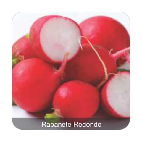 Rabanete Jolly Rabanete Redondo