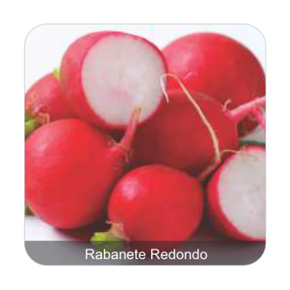 Rabanete Jolly Rabanete Redondo