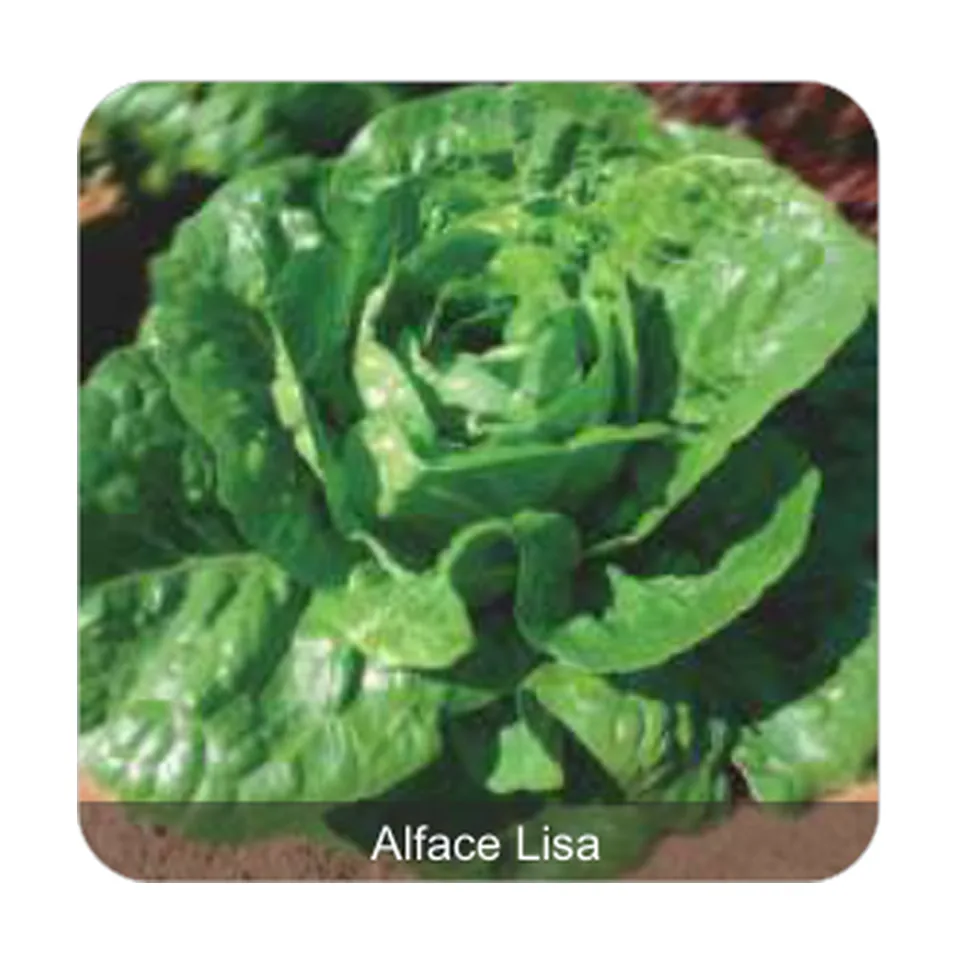 Alface Elisabeth Alface Lisa