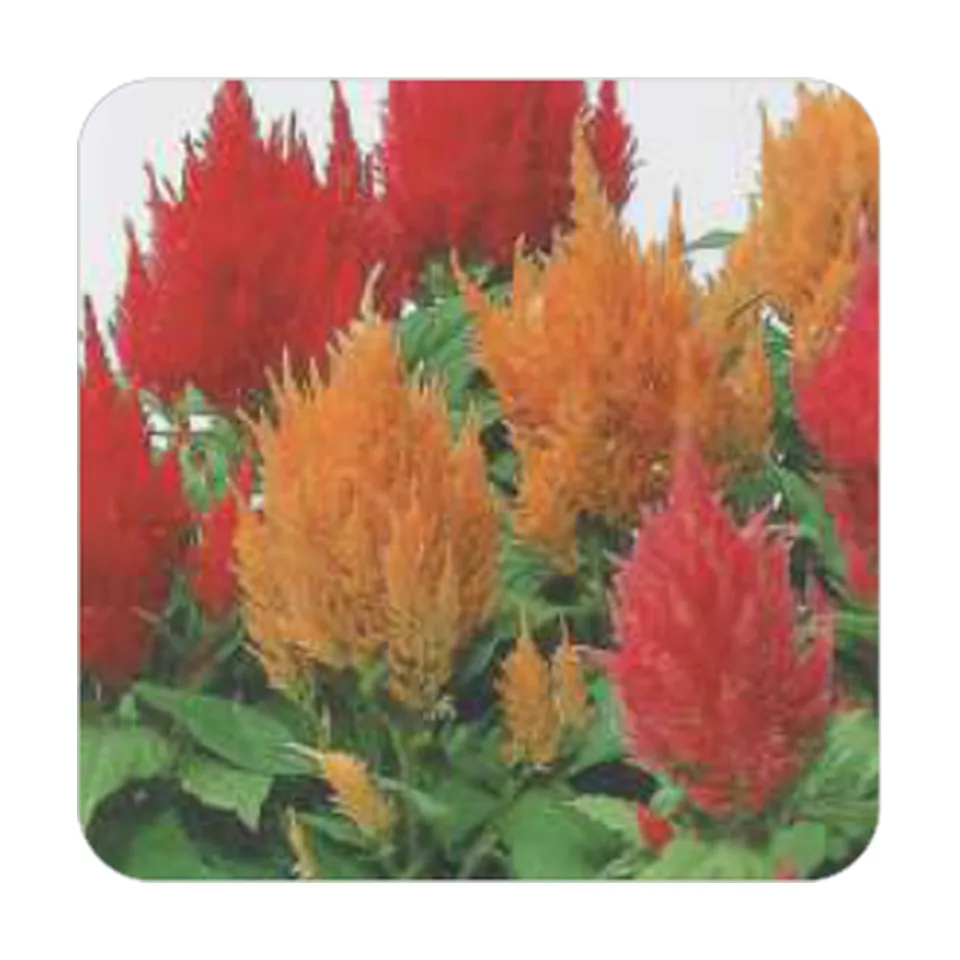Celósia Plumosa Sortida