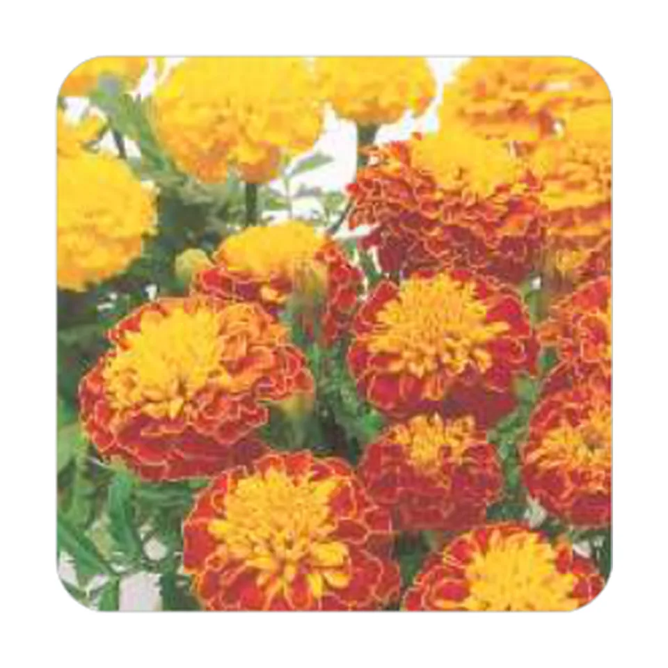 Tagetes Petit Anã Dobrada Sortida