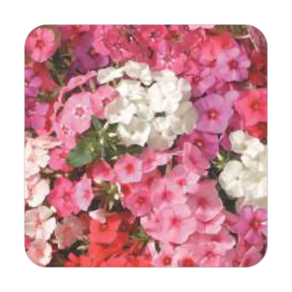 Phlox Drumondi Grandiflora Sortida