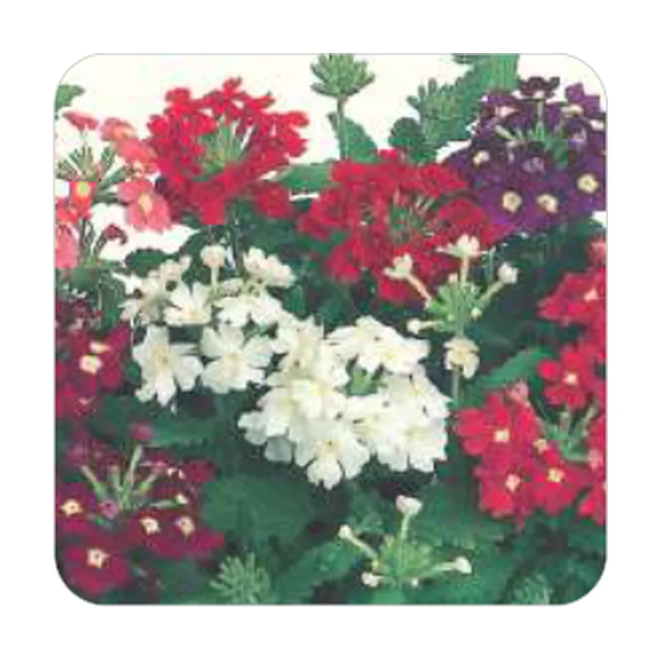 Verbena Nana Compacta Sortida