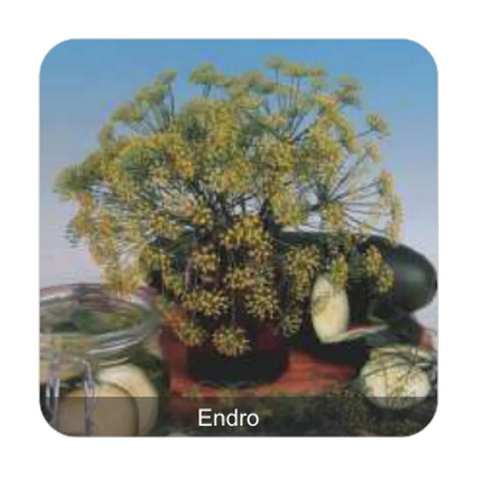 Endro Dill ou Aneto Endro