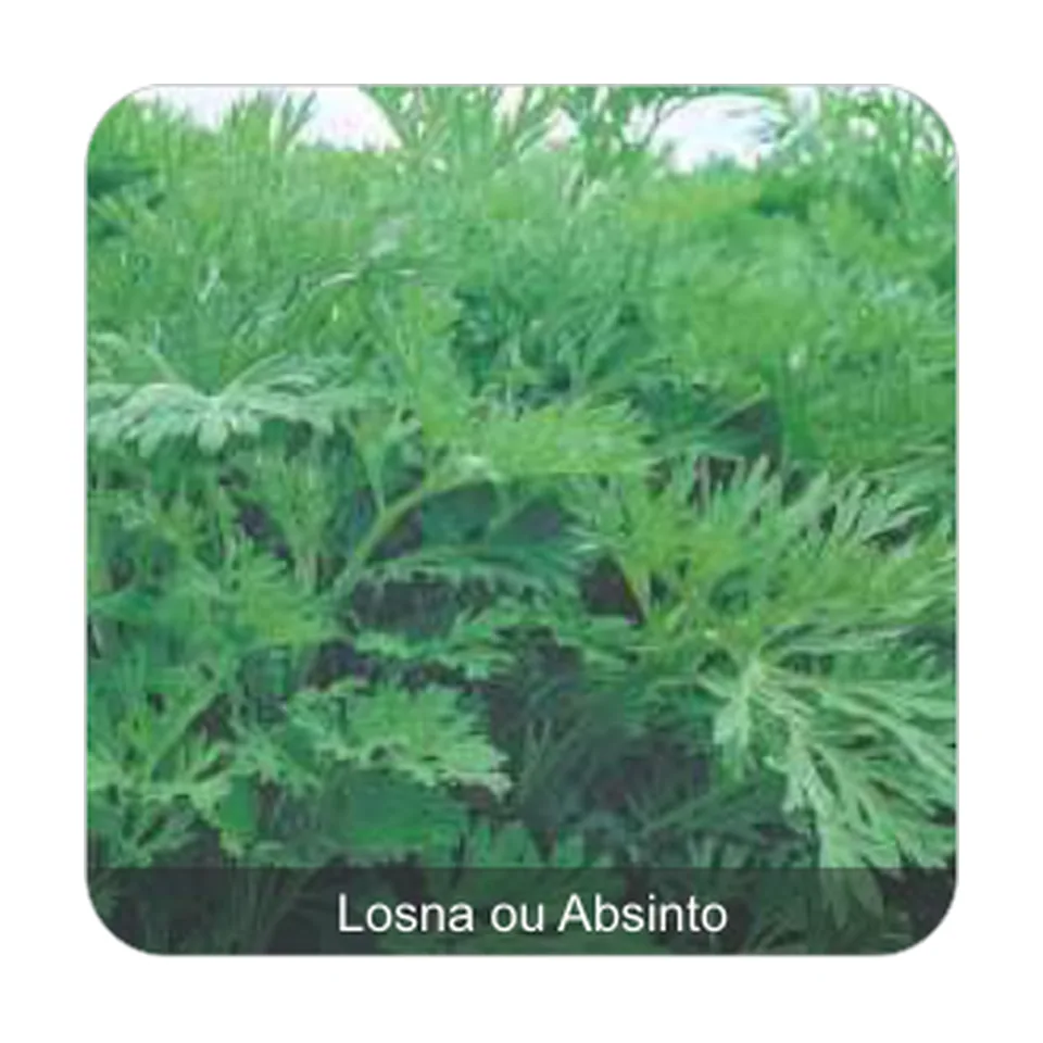 Losna ou Absinto Losna ou Absinto