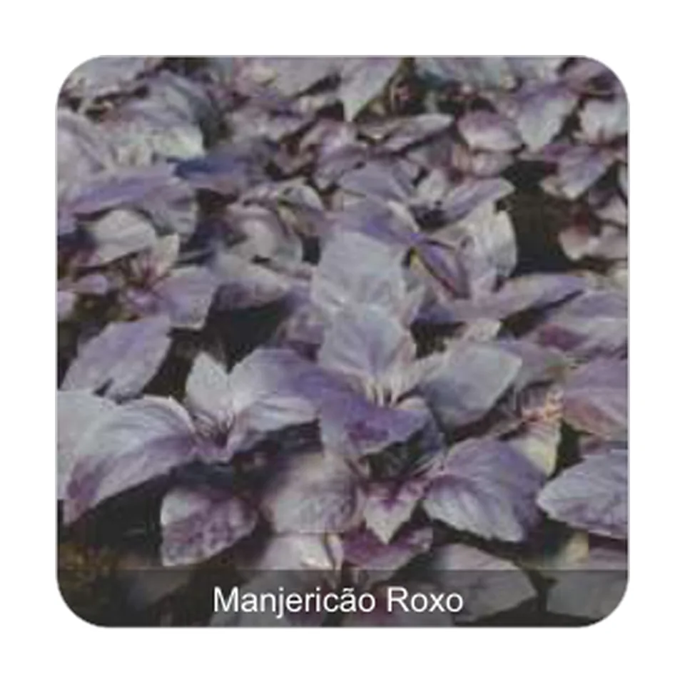 Manjericão Roxo Manjericão Roxo