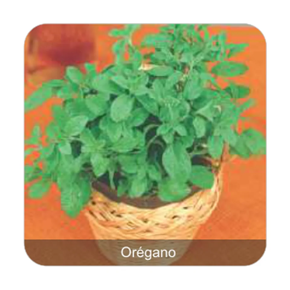 Orégano Orégano