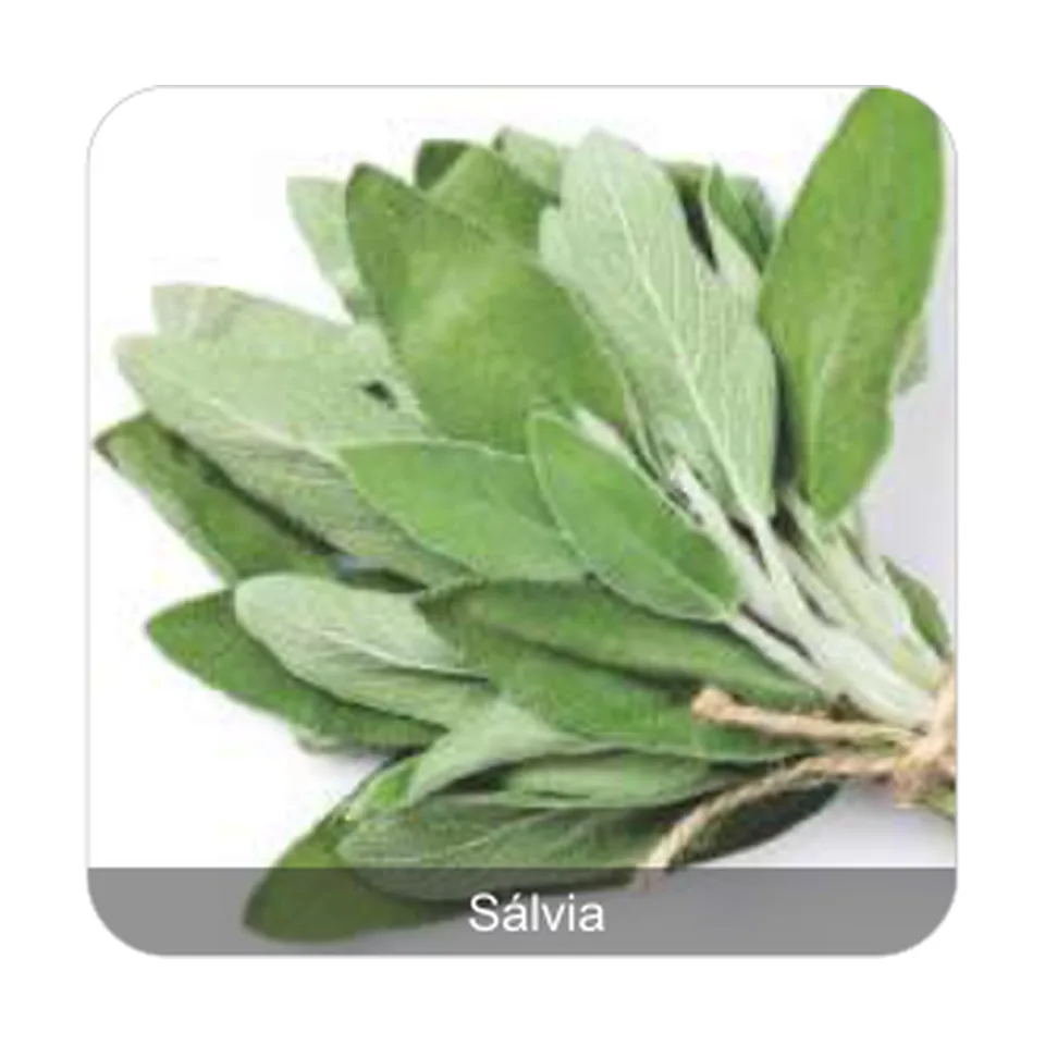 Sálvia para Tempero Sálvia