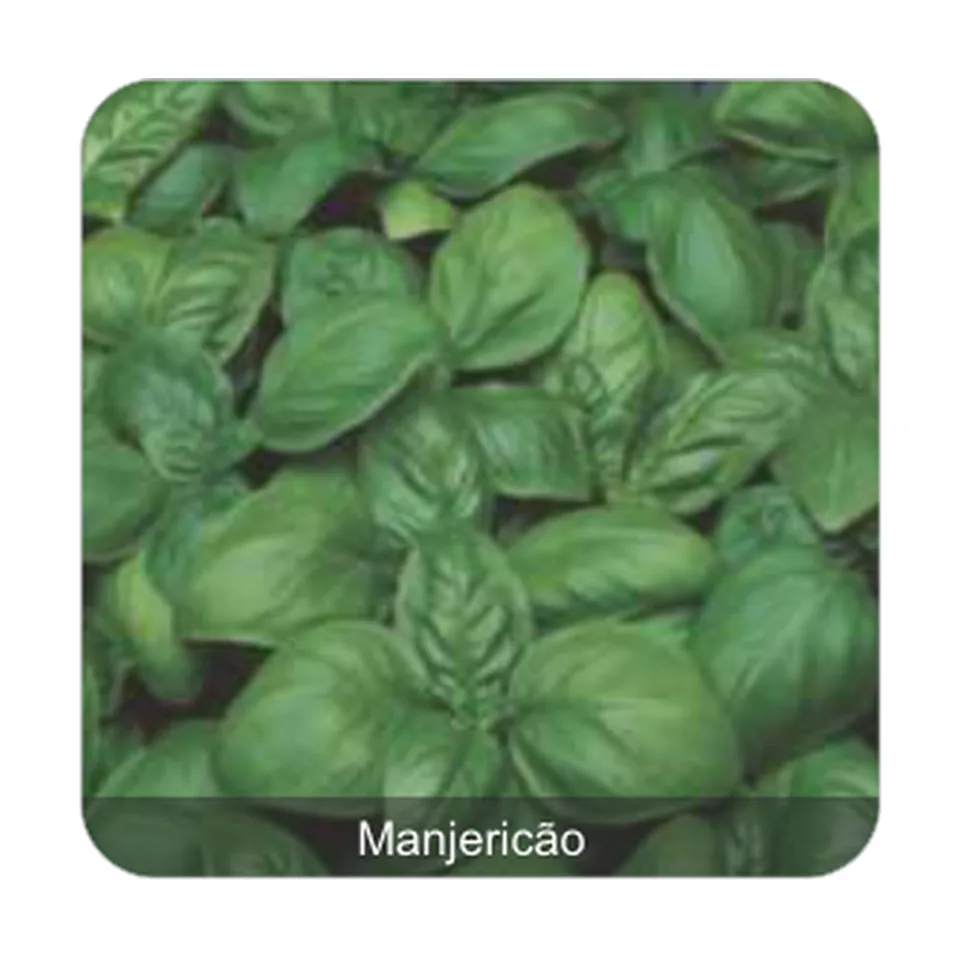Manjericão Fragranza Manjericão