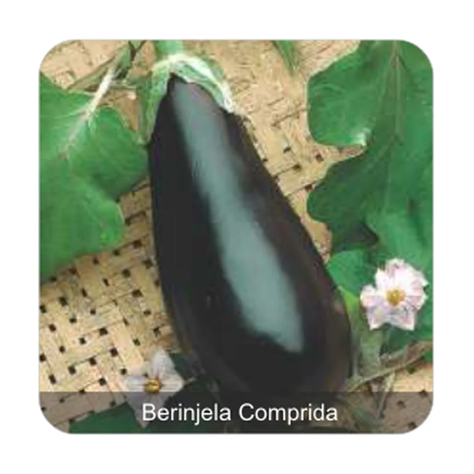 Berinjela Embú Berinjela Comprida