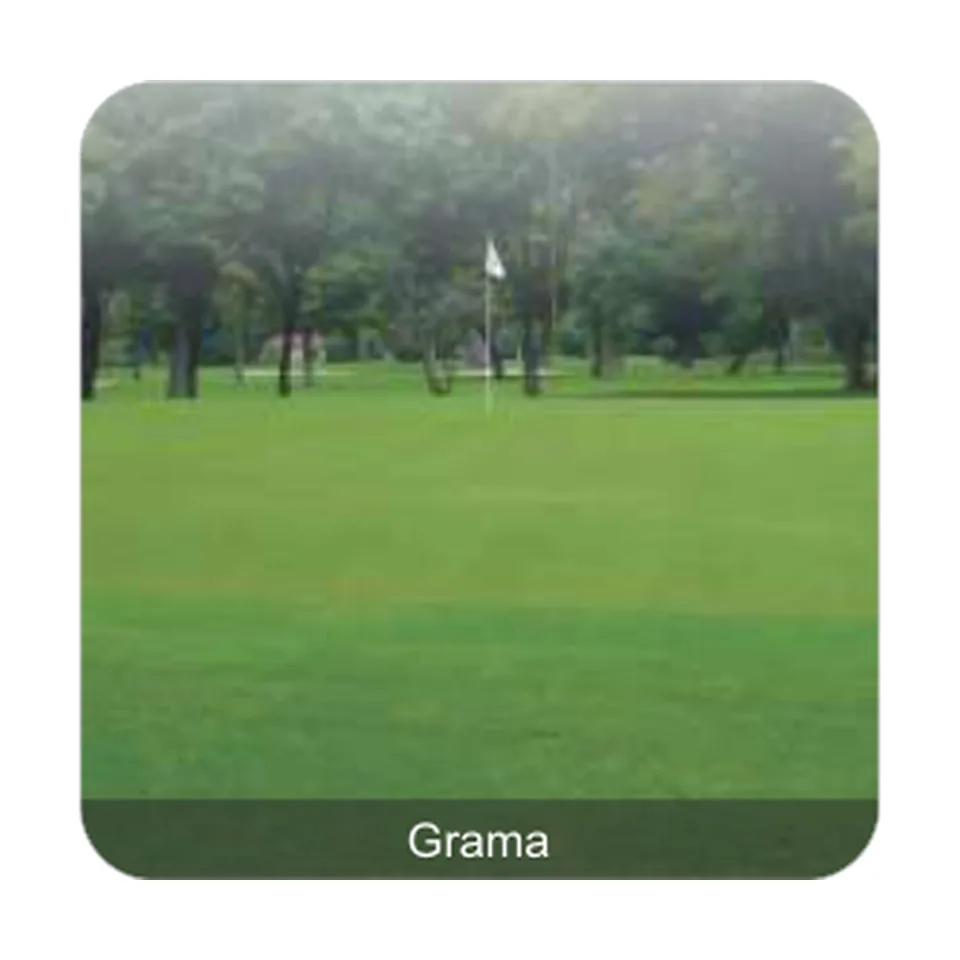 Grama Bermuda Grama