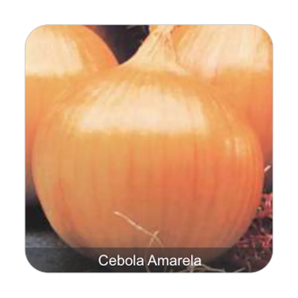 Cebola Ipa 11 Cebola Amarela
