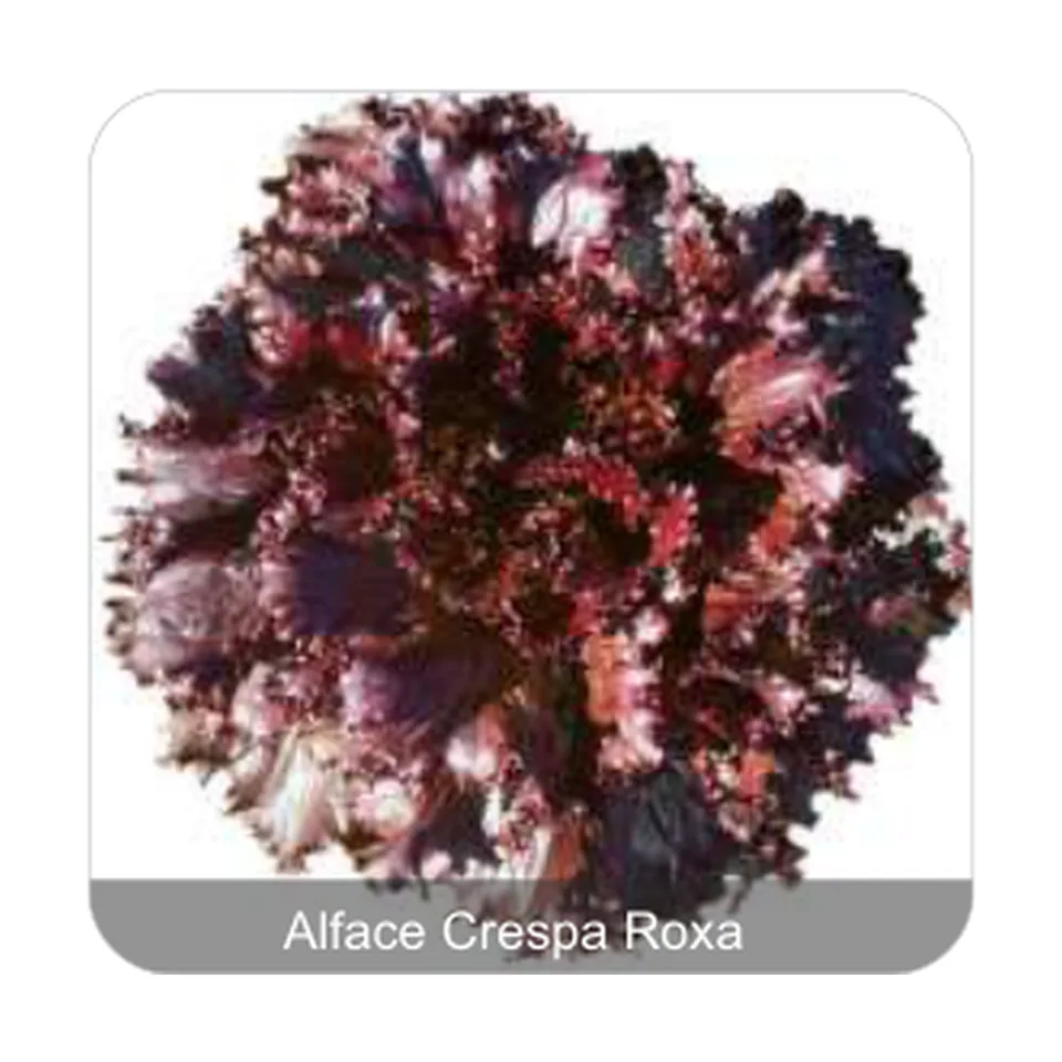 Alface Carmela Alface Crespa Roxa