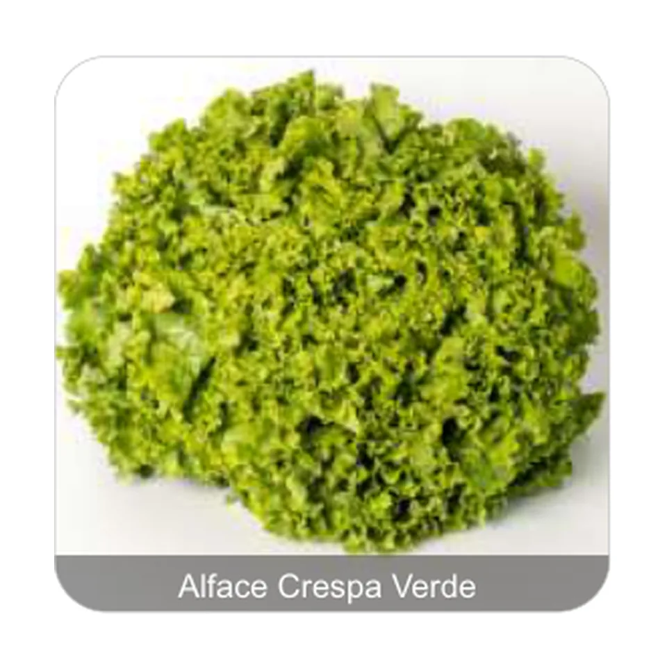 Alface Cinderela Alface Crespa Verde