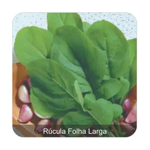 Rúcula Apreciatta Rúcula Folha Larga