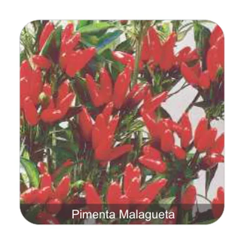 Pimenta Vulcão Pimenta Malagueta Grau de Picância - Alta