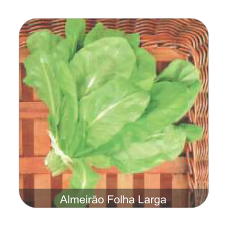 Almeirão Mogi Dobrado Folha Larga Almeirão Folha Larga