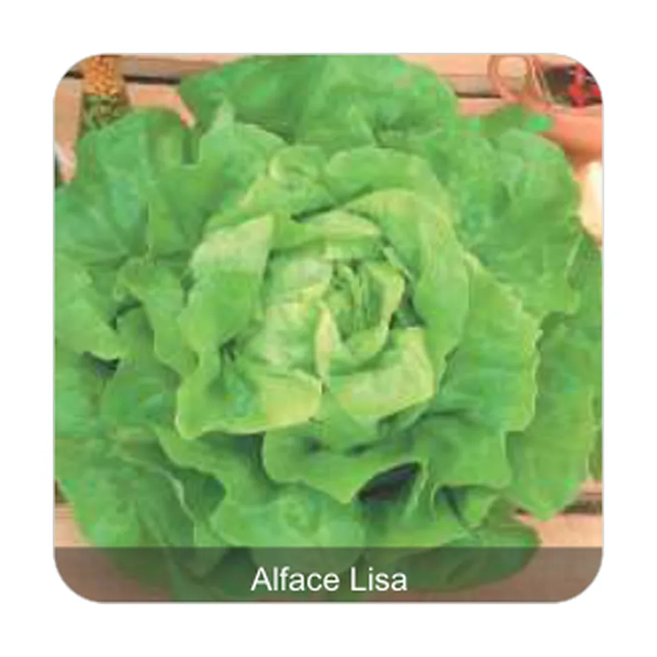 Alface Stella Alface Lisa