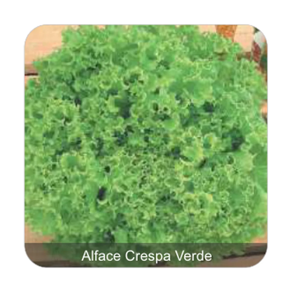 Alface Veneranda Alface Crespa Verde