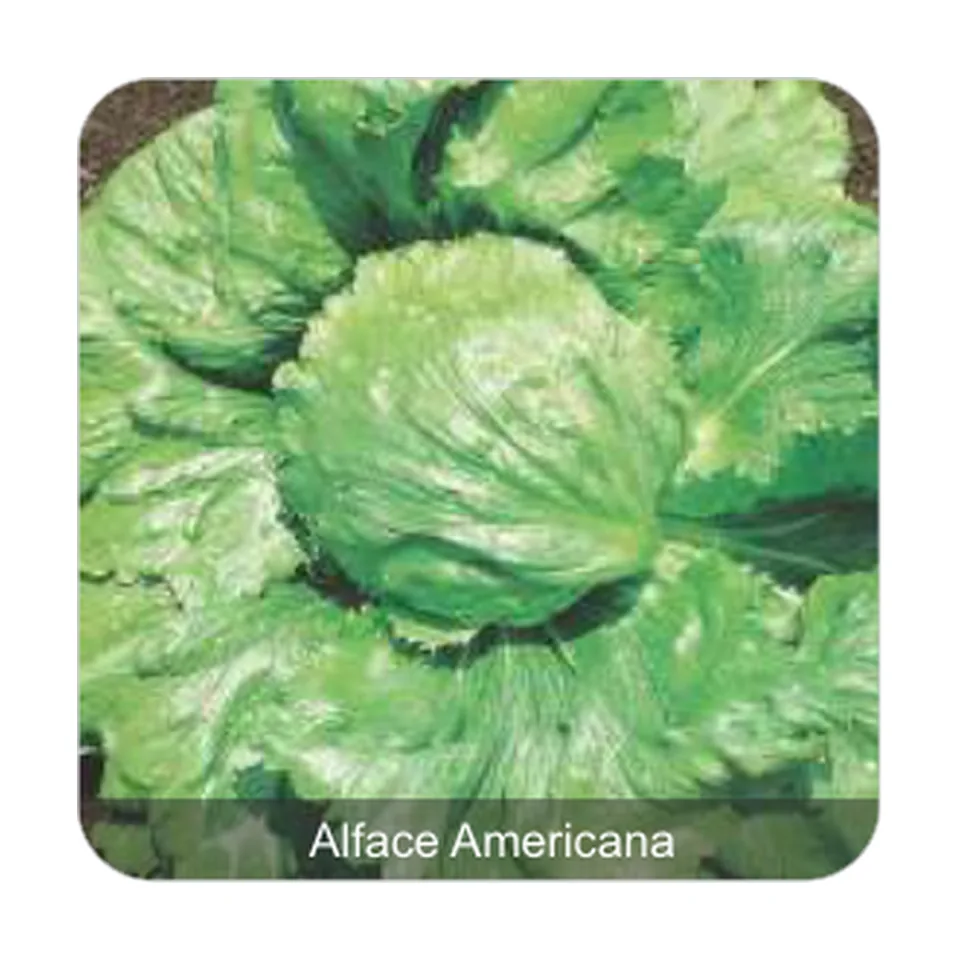Alface Rafaela Alface Americana