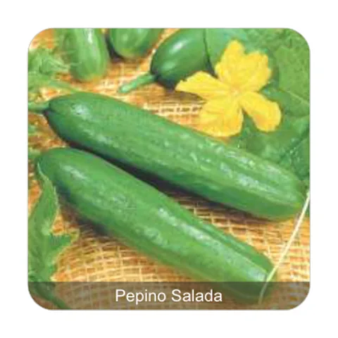 Pepino Aodai Pepino Salada