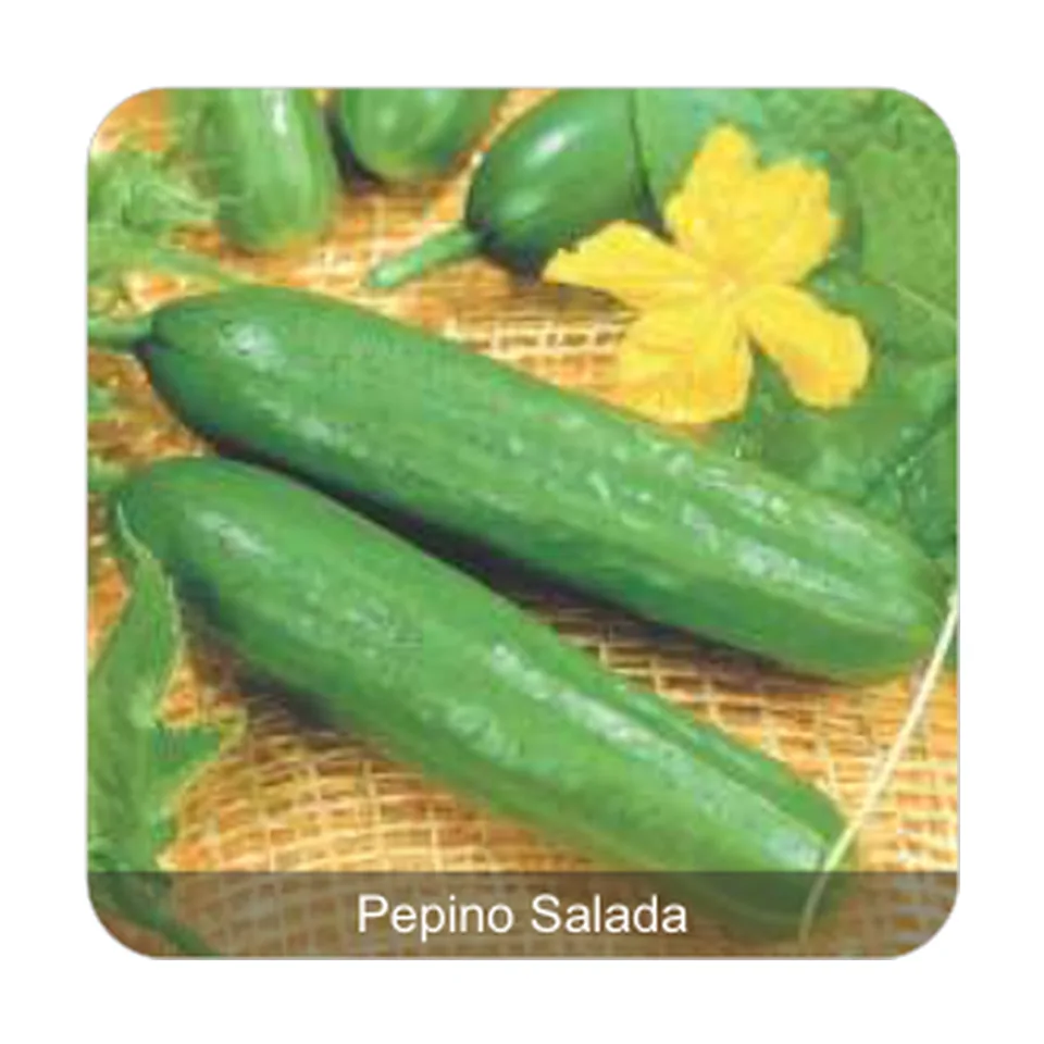Pepino Aodai Pepino Salada