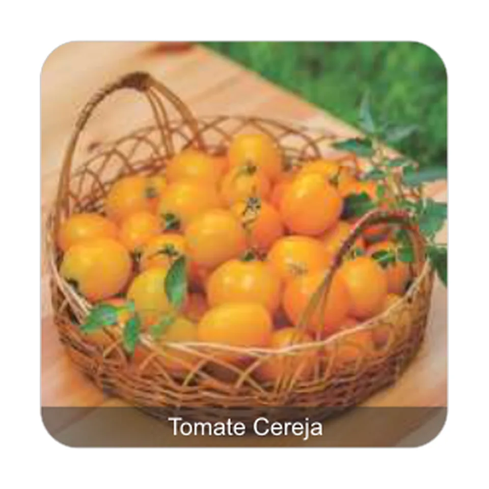 Tomate Yashi Tomate Cereja