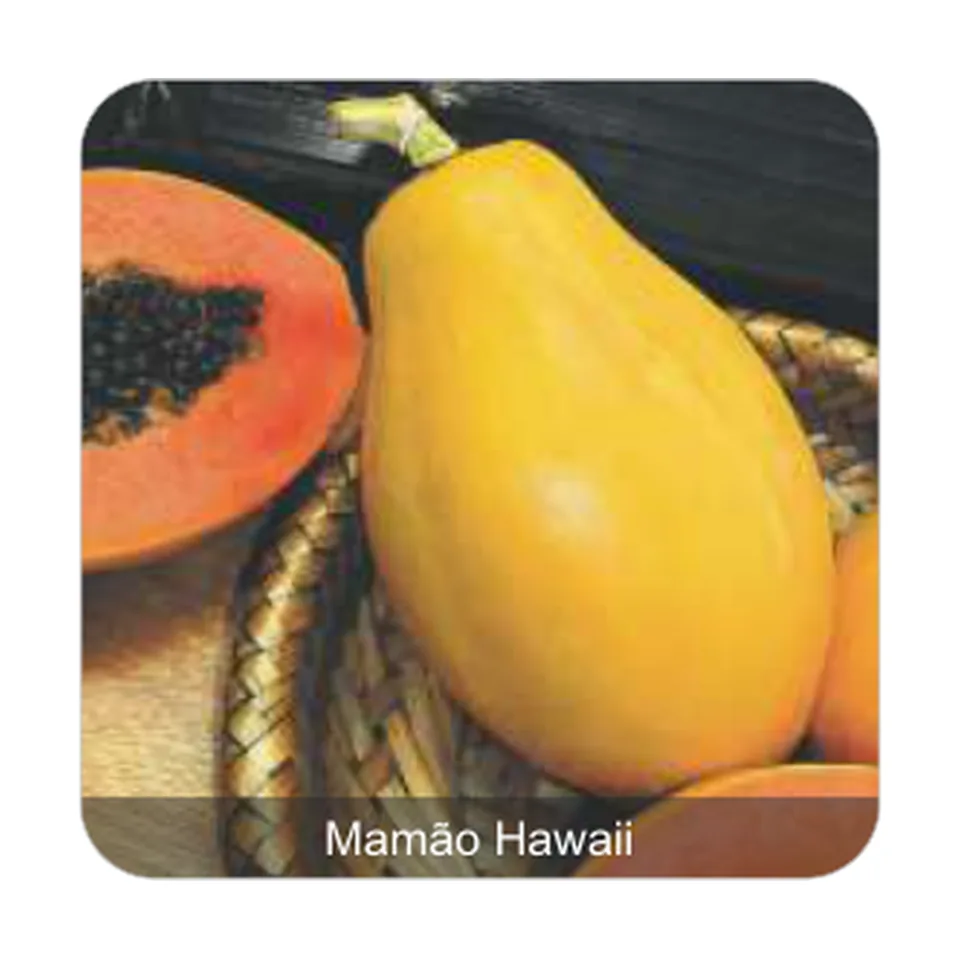 Mamão Ouro Mamão Hawaii