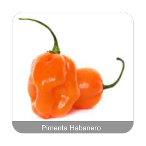 Pimenta Miguelita Pimenta Habanero Grau de Picância - Muito Alta
