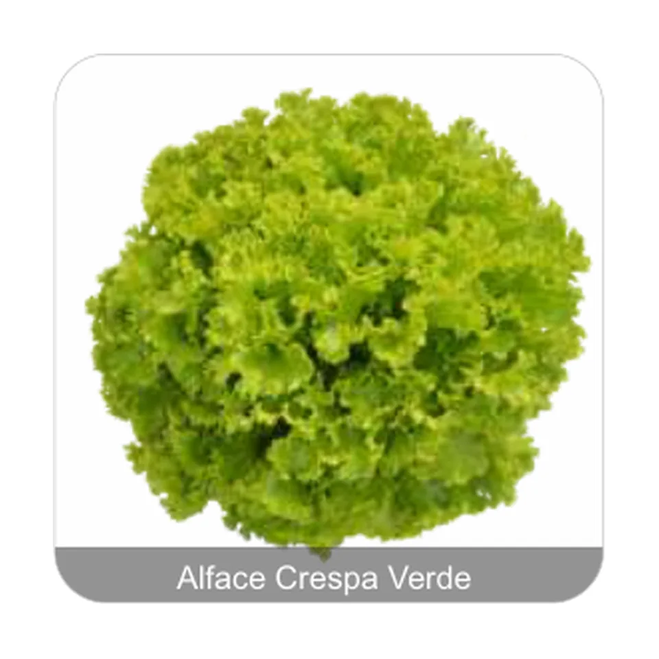 Alface Condessa Alface Crespa Verde