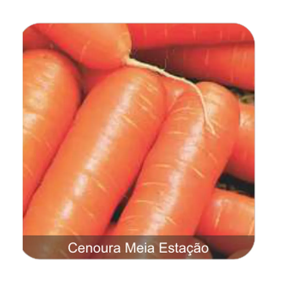 Cenoura Roterdã Cenoura Redonda